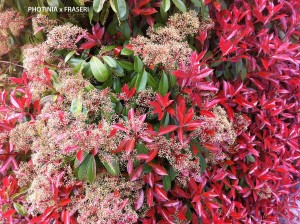 Photinia x fraseri - foliage 1